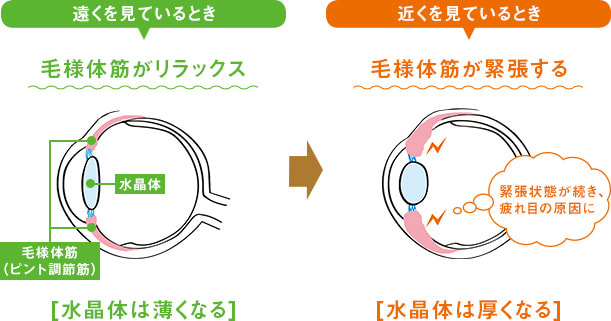 近くを見る時と遠くを見る時の目のピント調節の仕組み