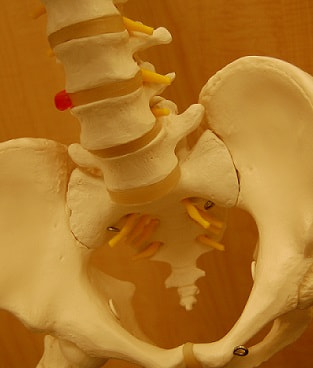 骨盤の模型