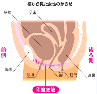 子宮、膀胱、骨盤底筋周辺のイラスト