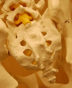 骨格模型の骨盤のアップ