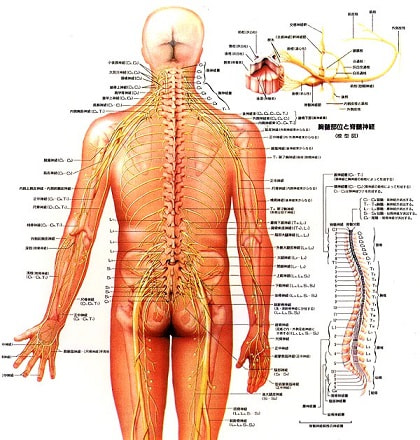 背骨と神経の相関図